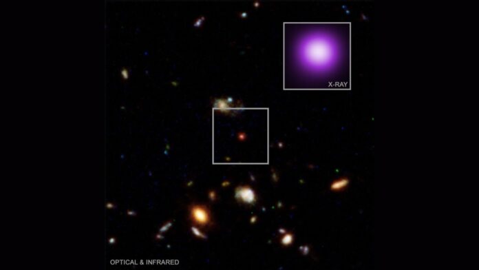 JWST Little Red Dots: What an X-Ray Dot May Reveal