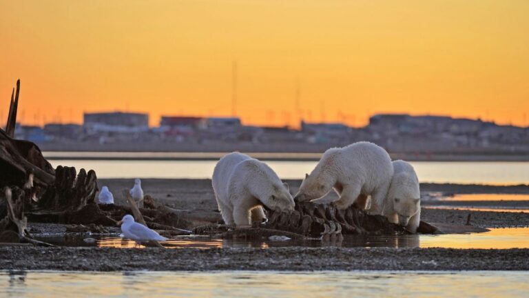 Polar Bears and Human Sites: What a Hudson Bay Study Found