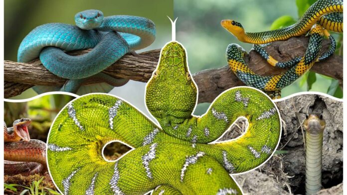 Snake Evolution: Fossils, DNA and the Long Road to Leg Loss